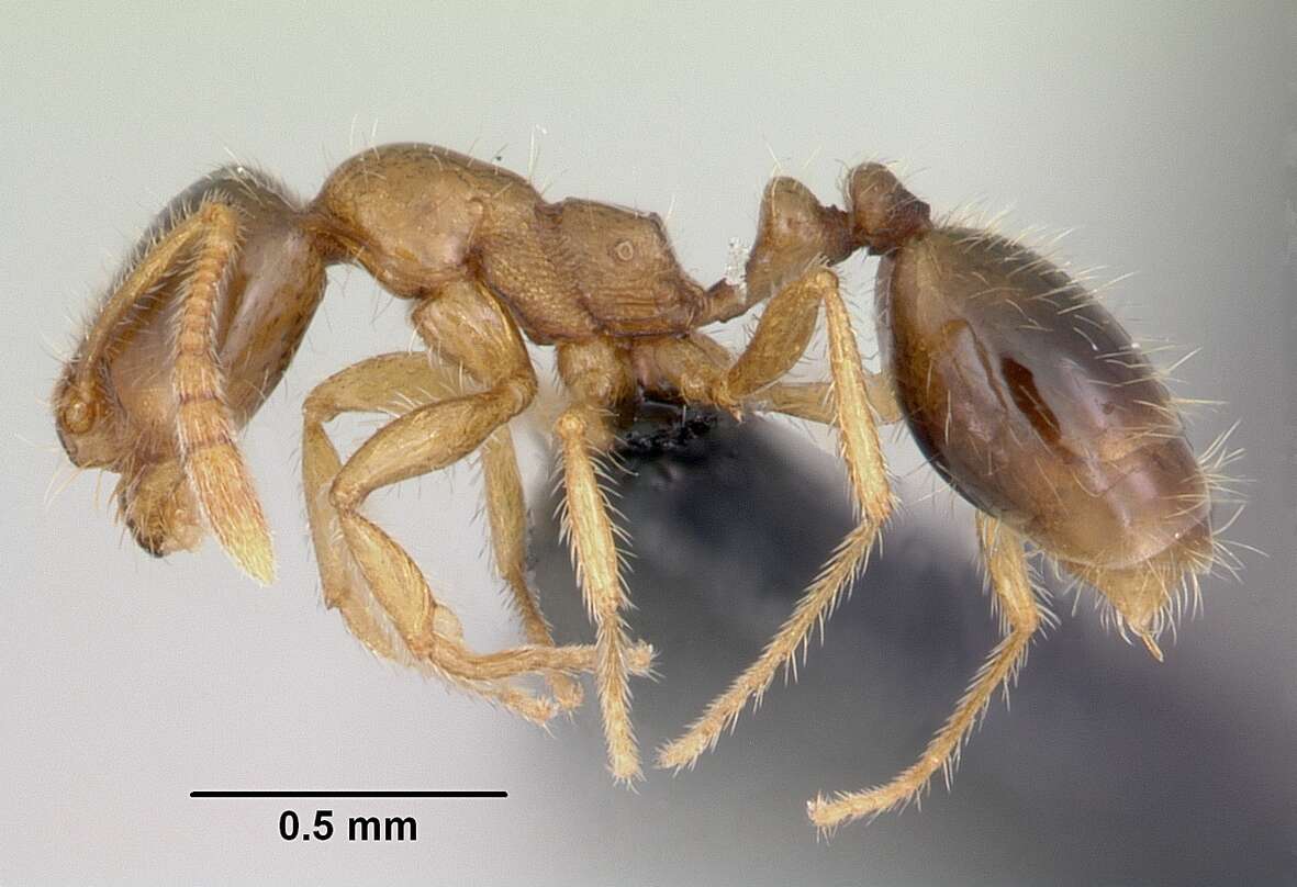 Syllophopsis sechellensis resmi