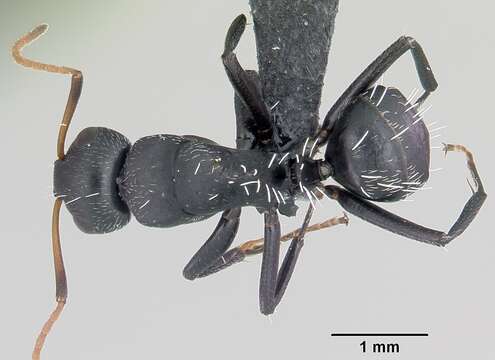 Image of Camponotus grandidieri Forel 1886