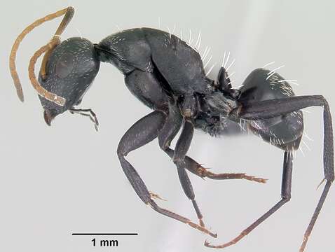 Plancia ëd Camponotus grandidieri Forel 1886