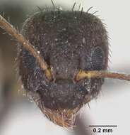 Image of Nylanderia bourbonica