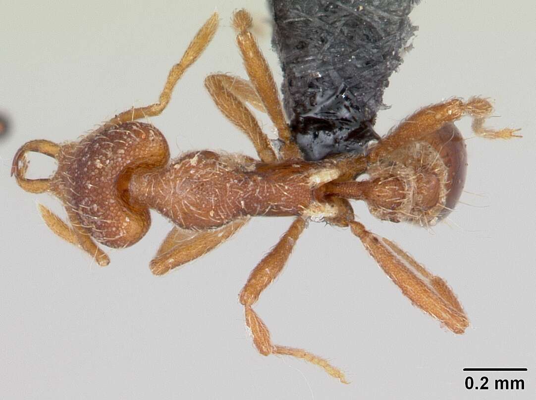 Image of Ant