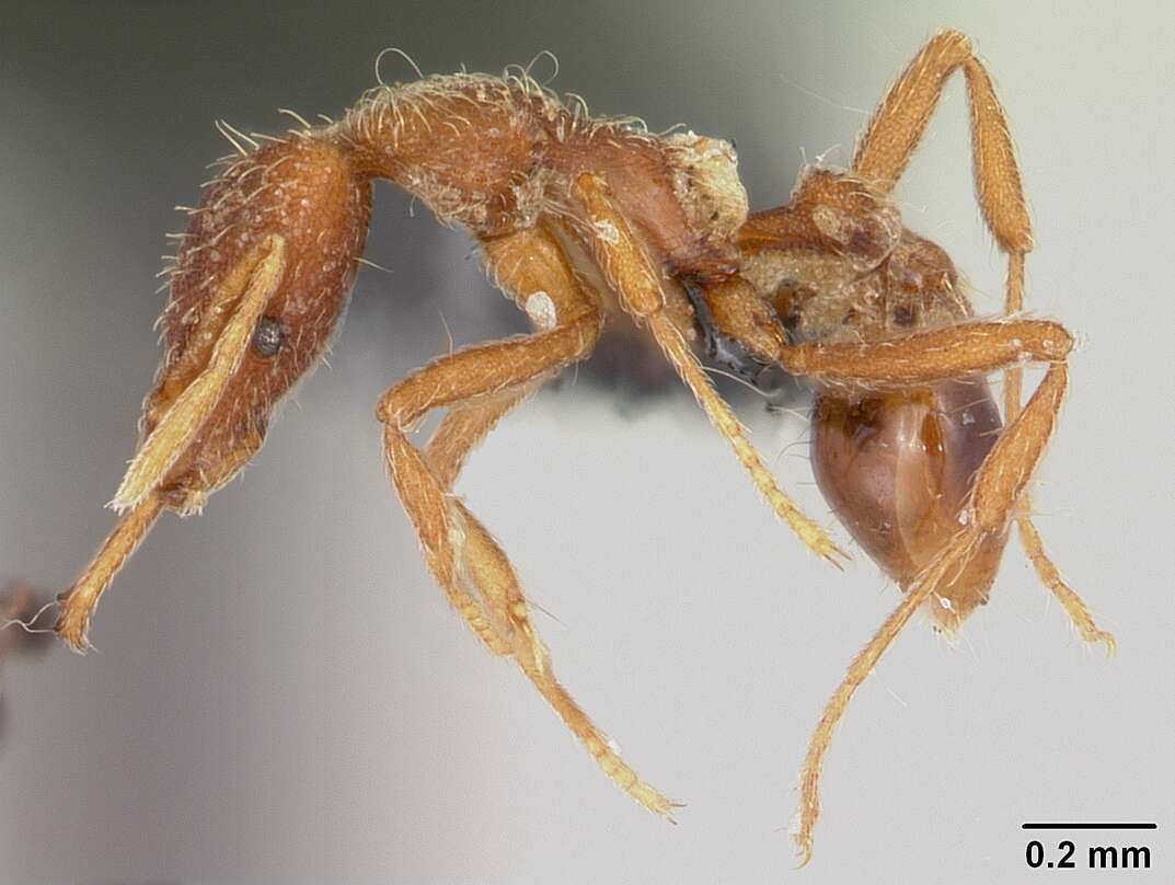 Image of Ant