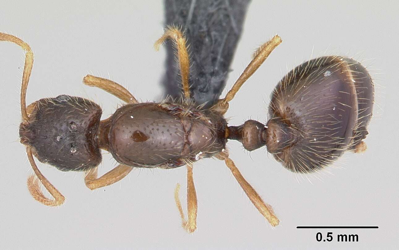 Image of Solenopsis mameti Donisthorpe 1946