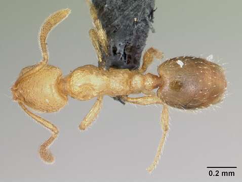 Syllophopsis sechellensis resmi