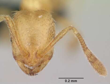 Syllophopsis sechellensis resmi