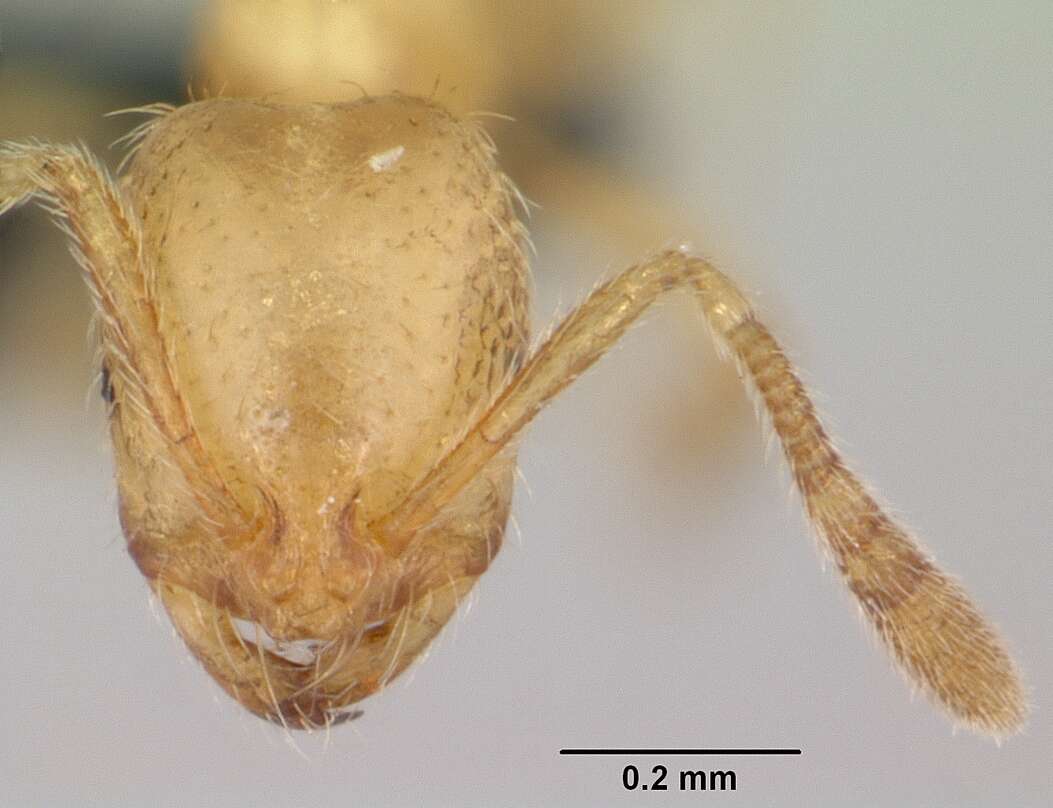 Syllophopsis sechellensis resmi