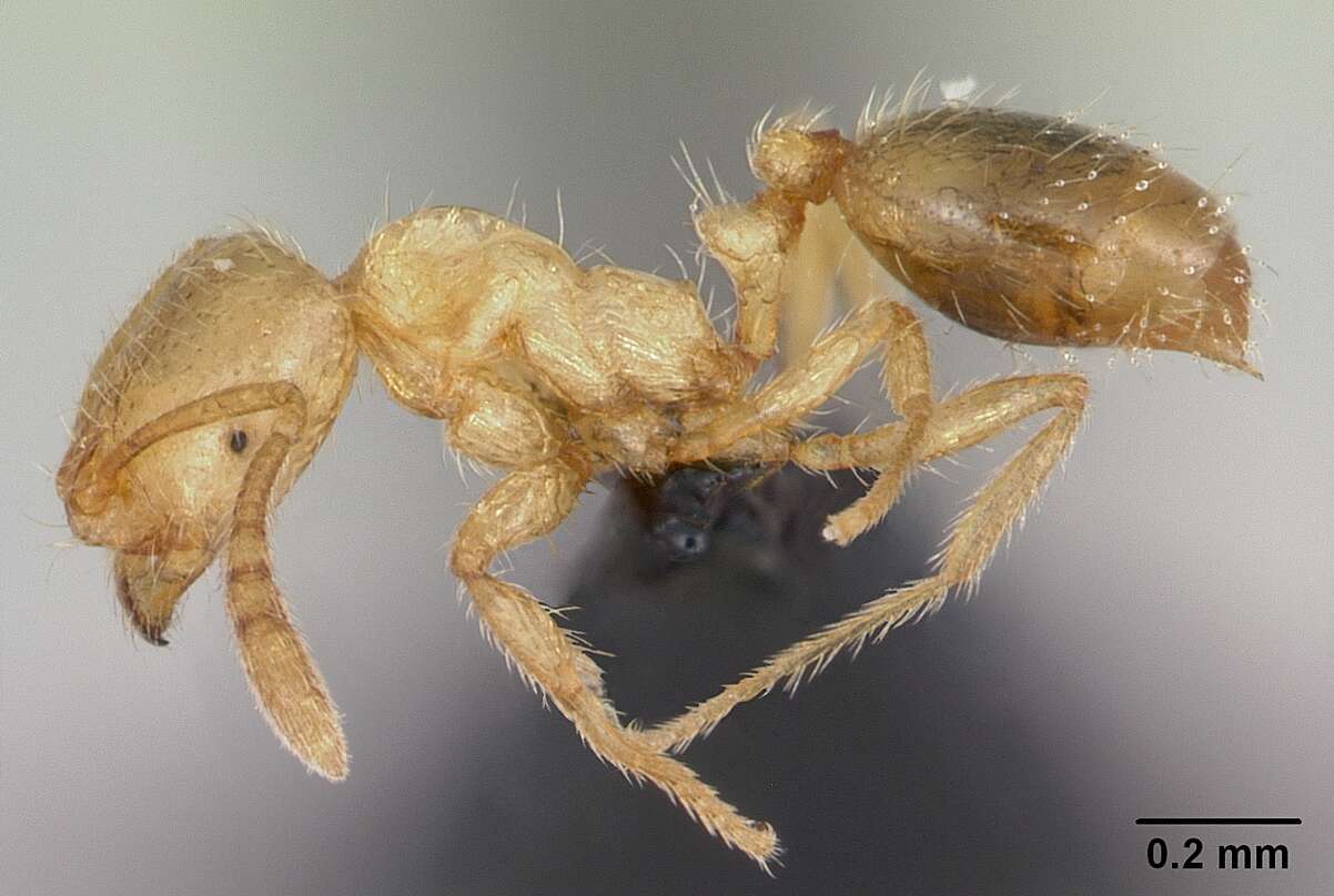 Syllophopsis sechellensis resmi