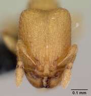 Image of Myrmicinae