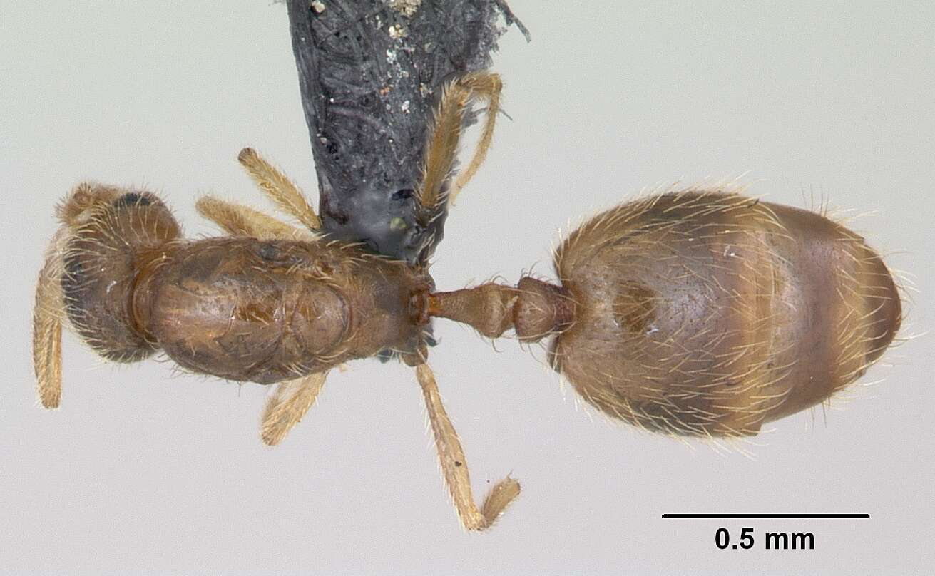 Syllophopsis sechellensis resmi