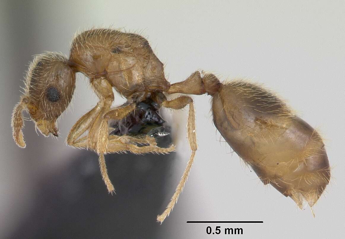 Syllophopsis sechellensis resmi