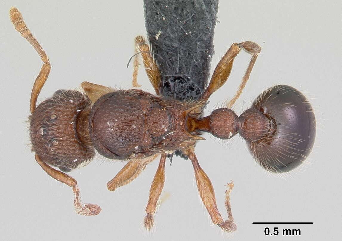 Image of Ant