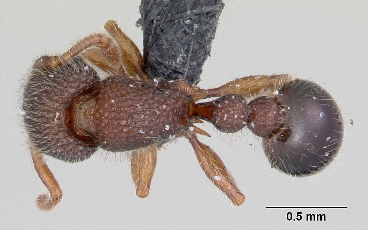 Image of Ant