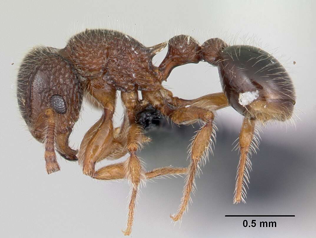 Image of Ant