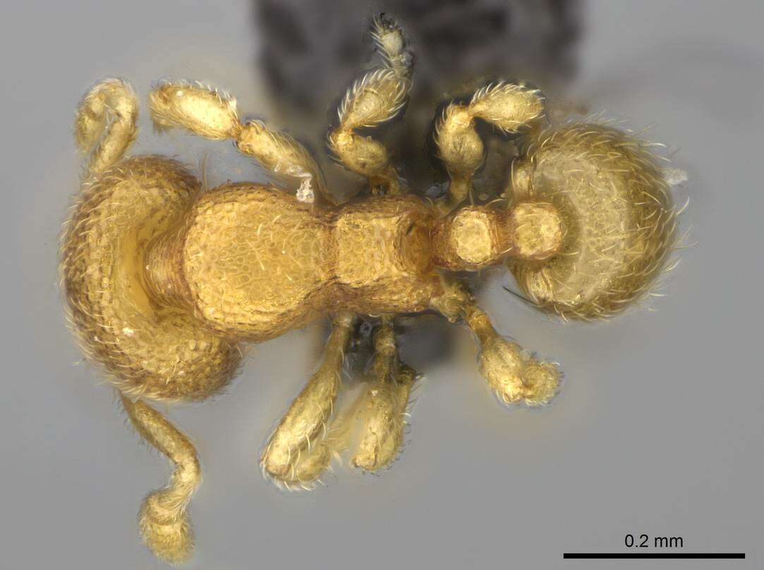 Image of Myrmicinae