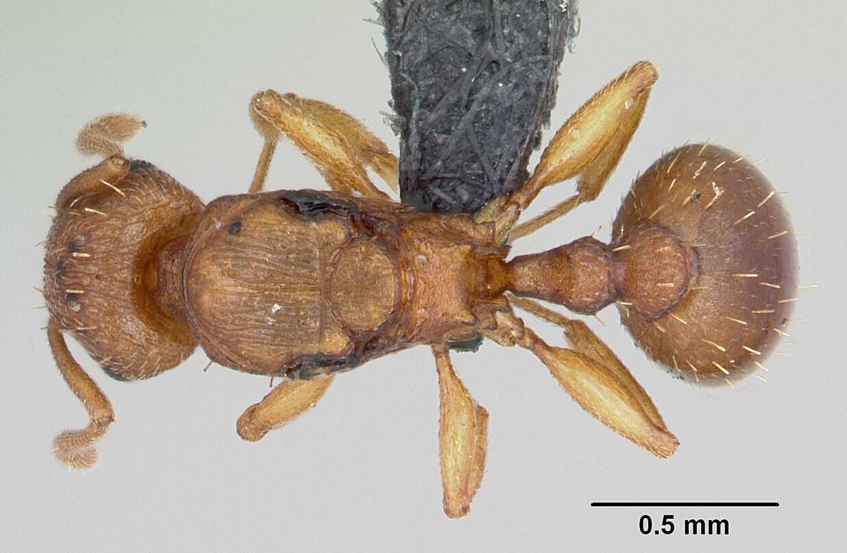 Image of Ant