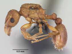 Image of Ant