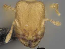 Image of Myrmicinae