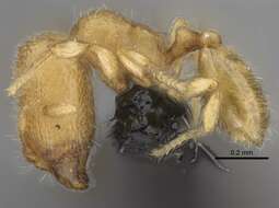 Image of Myrmicinae