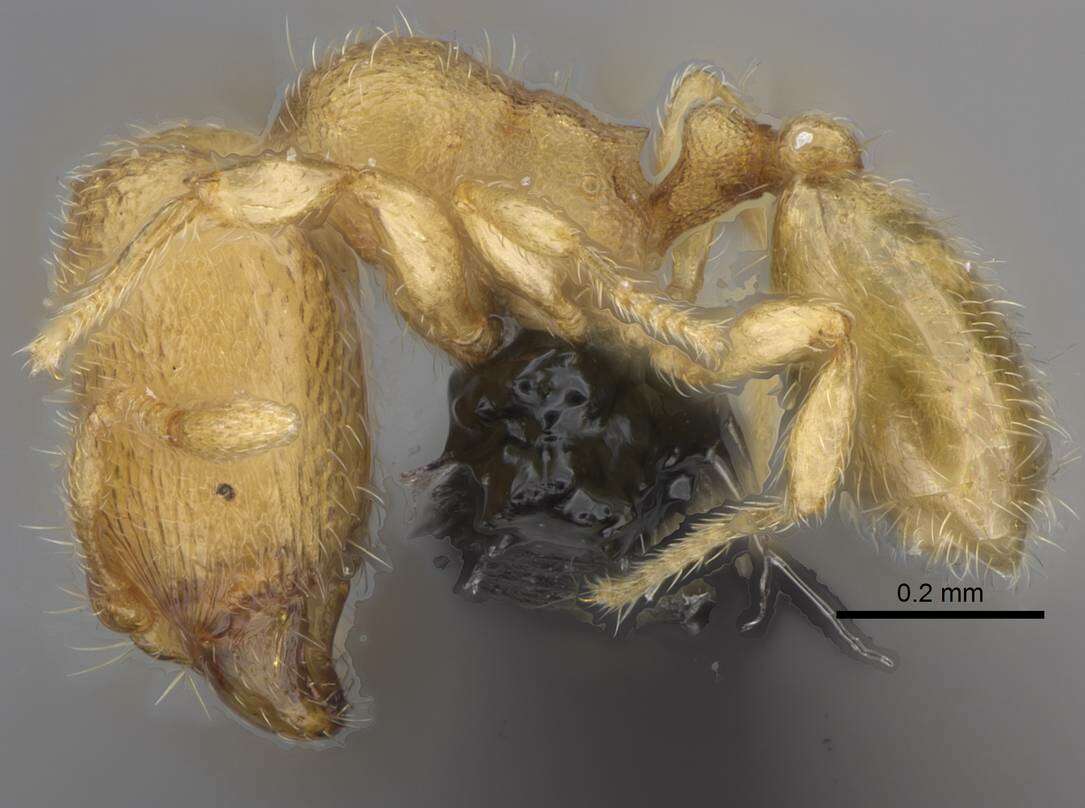 Image of Myrmicinae