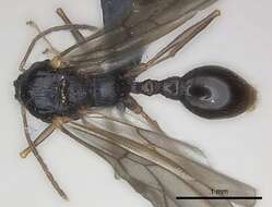 صورة Tetramorium steinheili Forel 1892