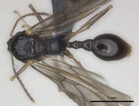 Image of Tetramorium steinheili Forel 1892