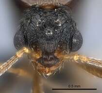 صورة Tetramorium steinheili Forel 1892