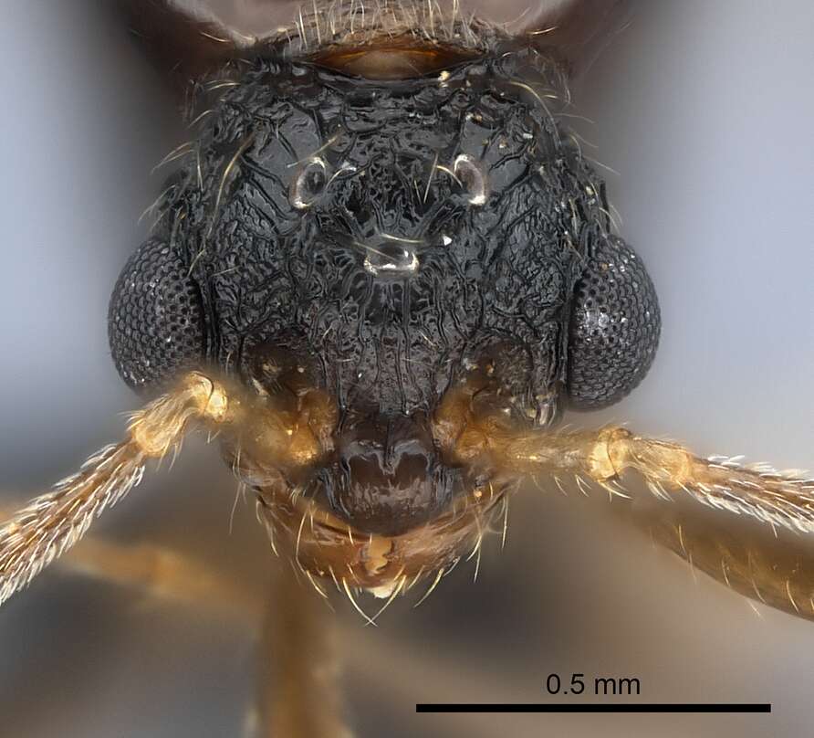 صورة Tetramorium steinheili Forel 1892