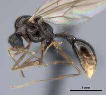 صورة Tetramorium steinheili Forel 1892