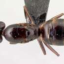 Image of Camponotus gibber Forel 1891