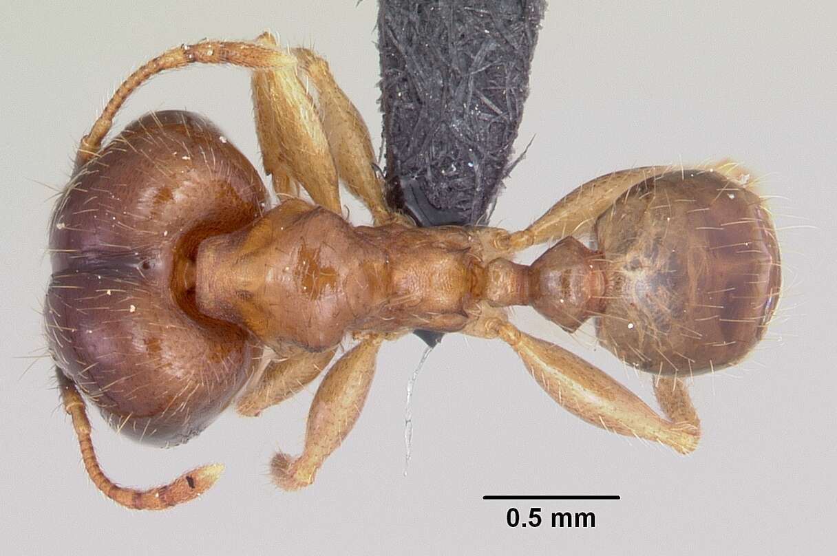 Image of Bigheaded ant