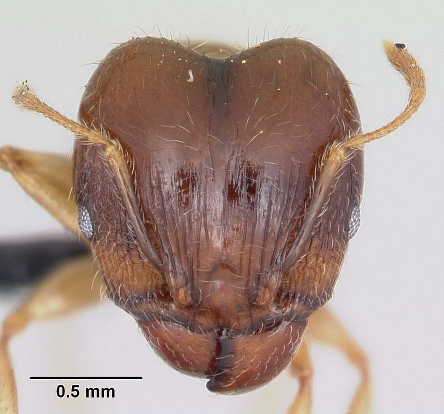 Image of Bigheaded ant