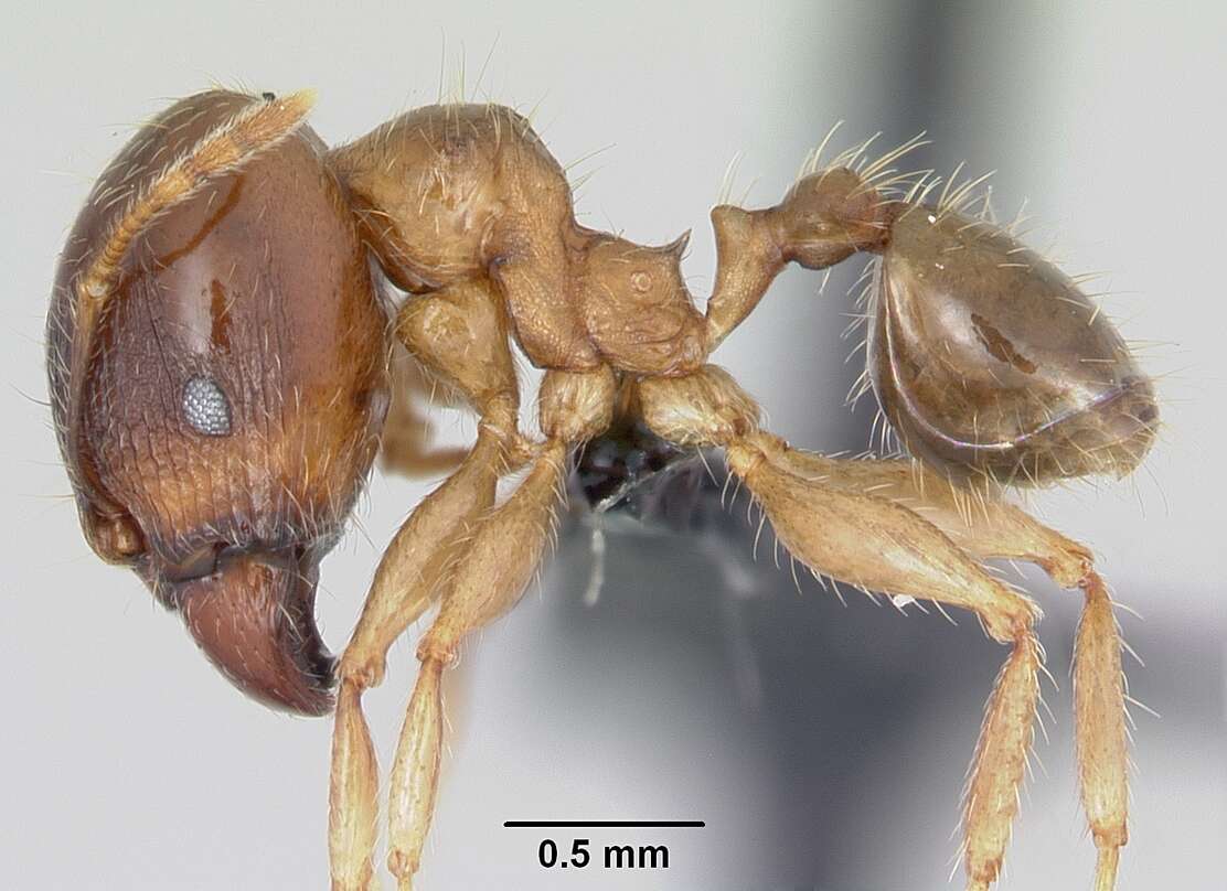 Image of Bigheaded ant