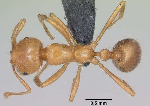 Image of Fire ant
