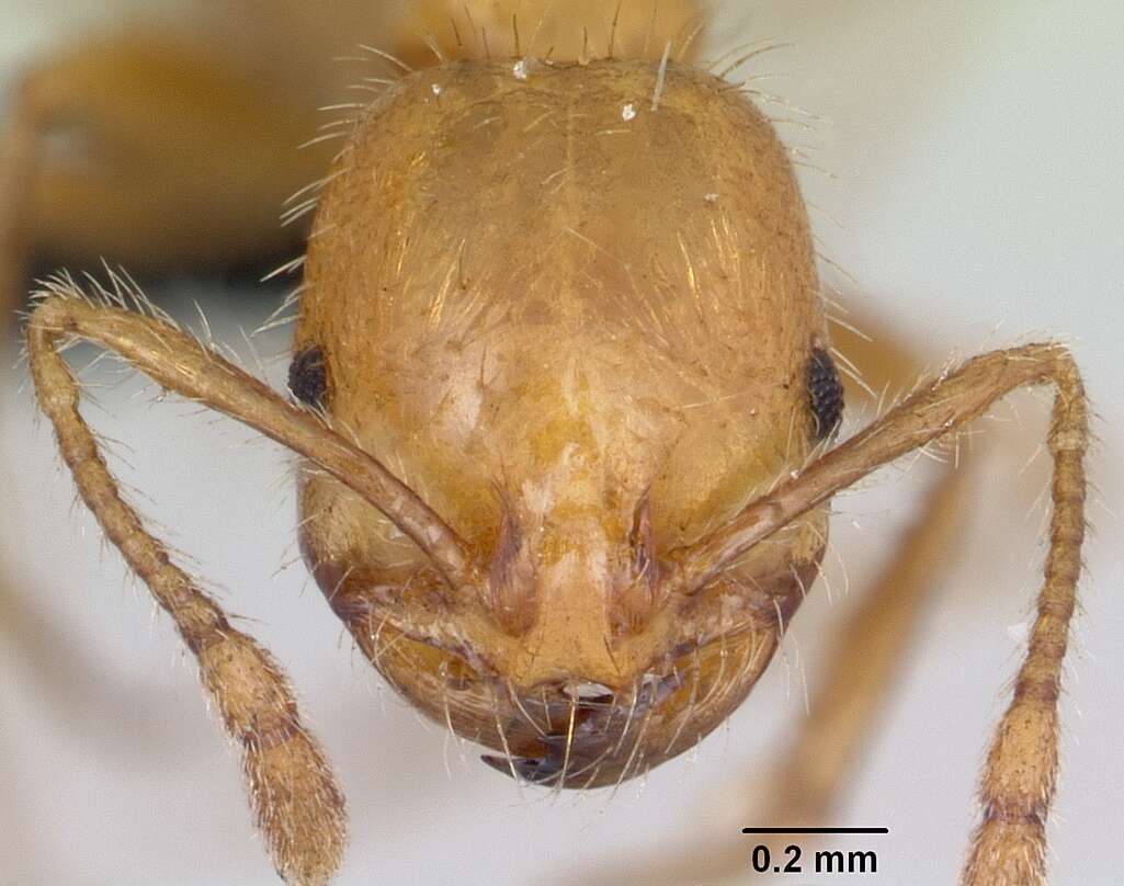 Solenopsis geminata (Fabricius 1804) resmi