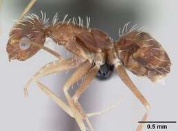 Image of Crazy Ant