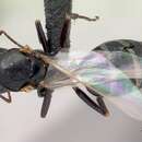 Image of <i>Camponotus efitra</i>