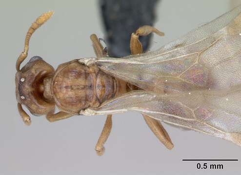 Image of Tetramorium anodontion Bolton 1979