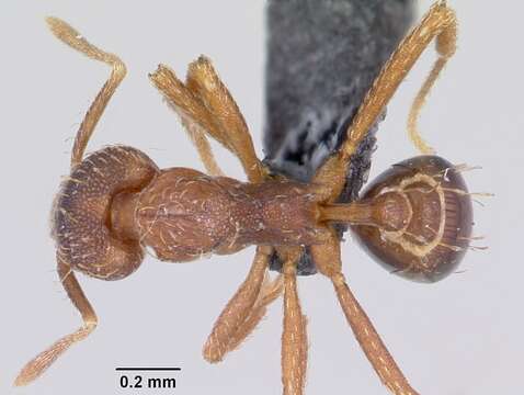 Image of Strumigenys ludovici