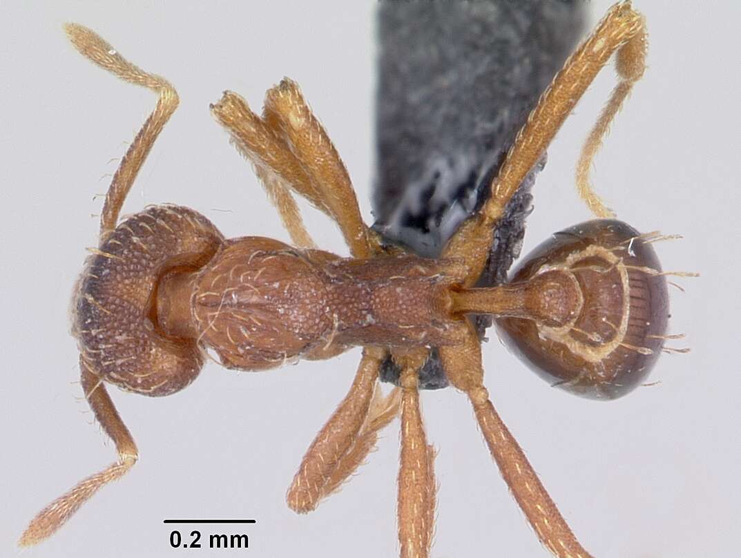 Image of Strumigenys ludovici