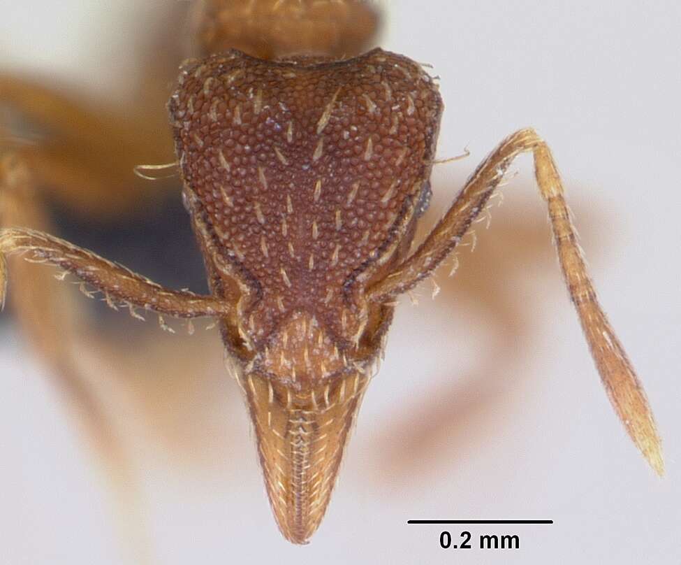 Image of Strumigenys ludovici