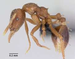 Image of Strumigenys ludovici