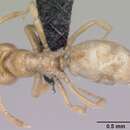 Image of Lasius fallax Wilson 1955