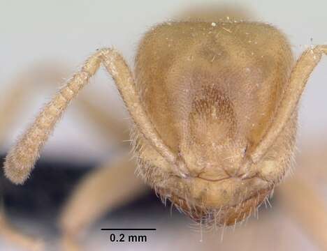 Image of Lasius fallax Wilson 1955