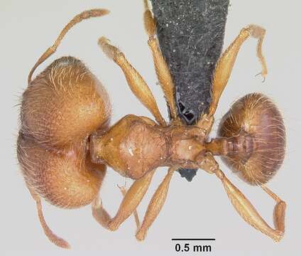 <i>Pheidole cavigenis</i> resmi