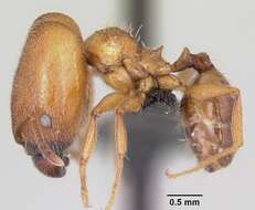 <i>Pheidole cavigenis</i> resmi