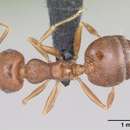 Image of Crematogaster navajoa Buren 1968