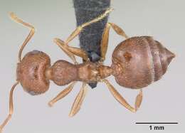 Image of Crematogaster navajoa Buren 1968