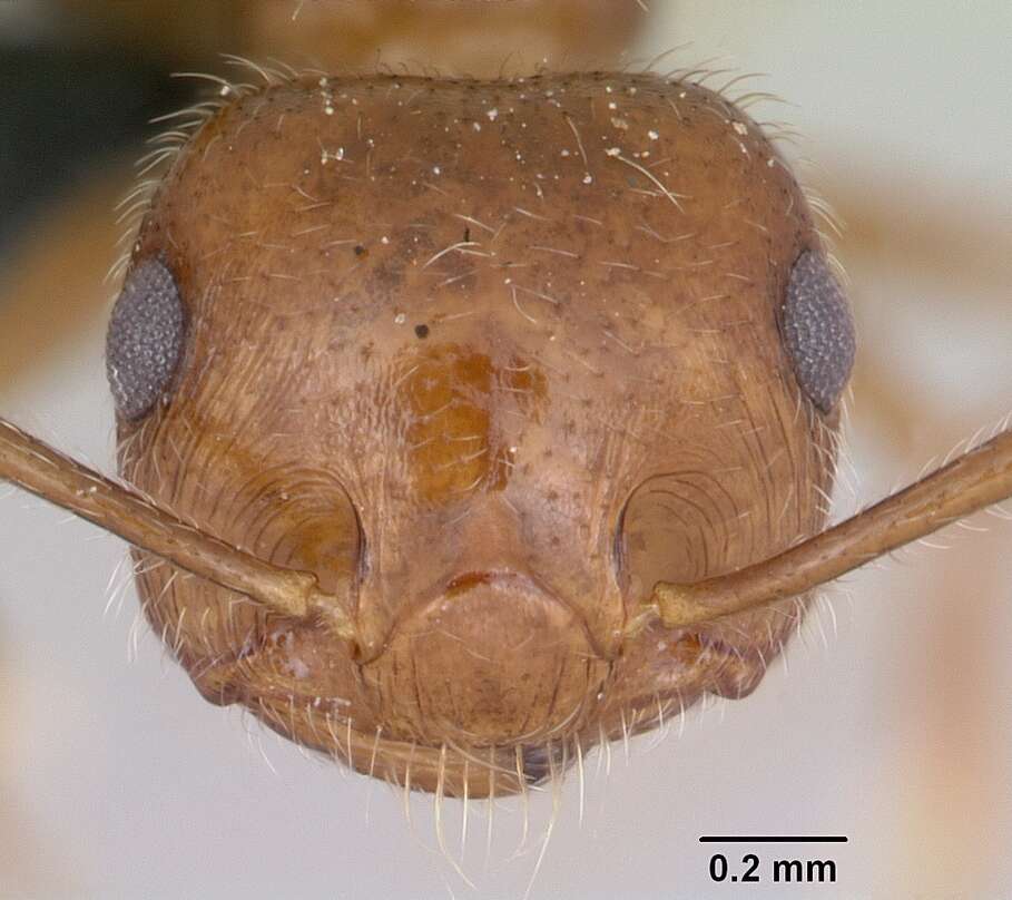 Image of Crematogaster navajoa Buren 1968