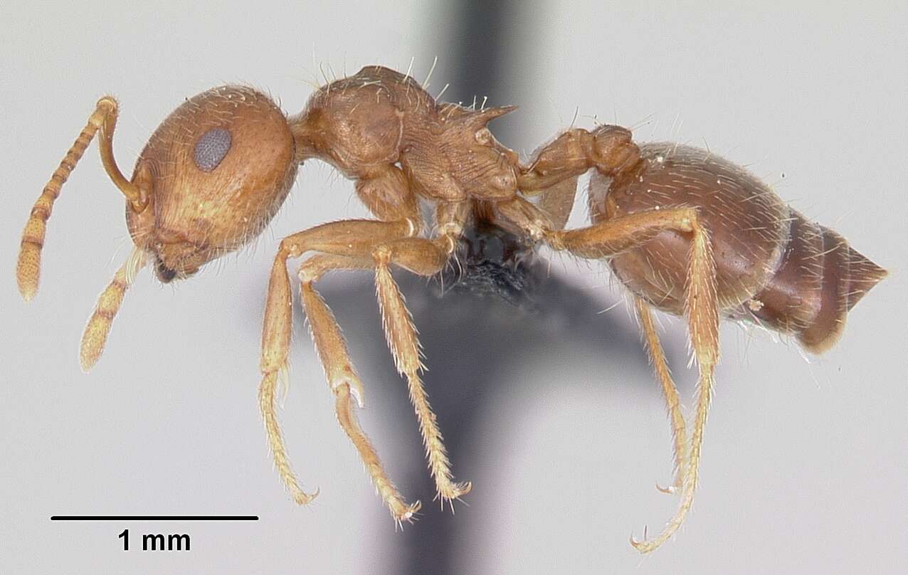 Image of Crematogaster navajoa Buren 1968