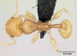 Image of Nesomyrmex tamatavensis